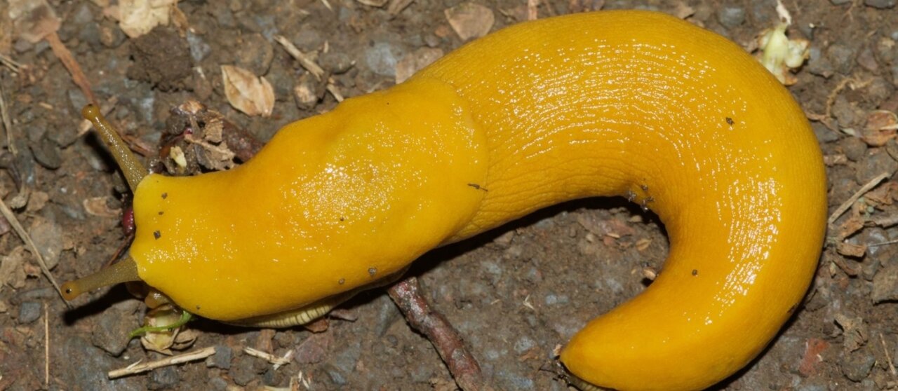 آشنایی با کندترین حیوان جهان / رکوردهایی که شما را شگفتزده میکند!