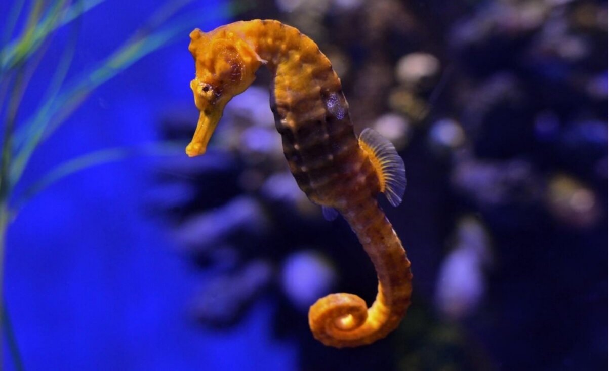 آشنایی با کندترین حیوان جهان / رکوردهایی که شما را شگفتزده میکند!