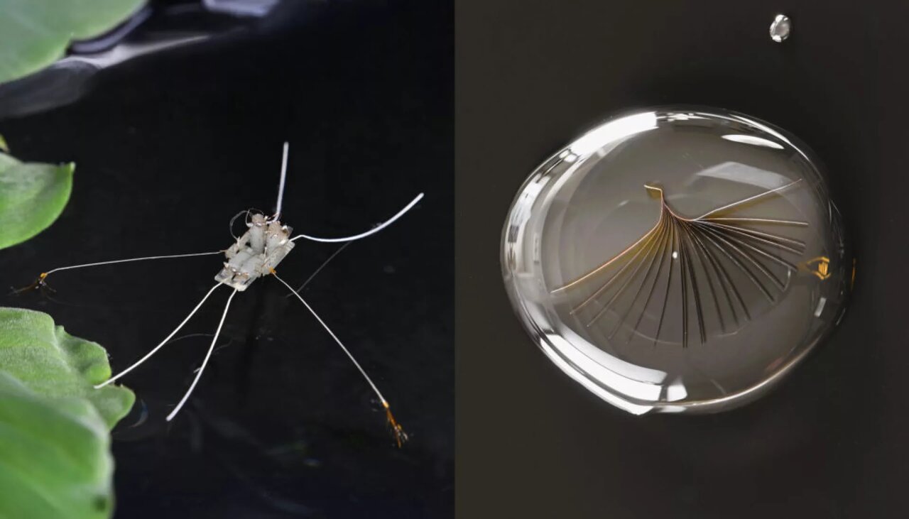 همه چیز درباره حشرهای که به همراه همزادش پارو میزند!