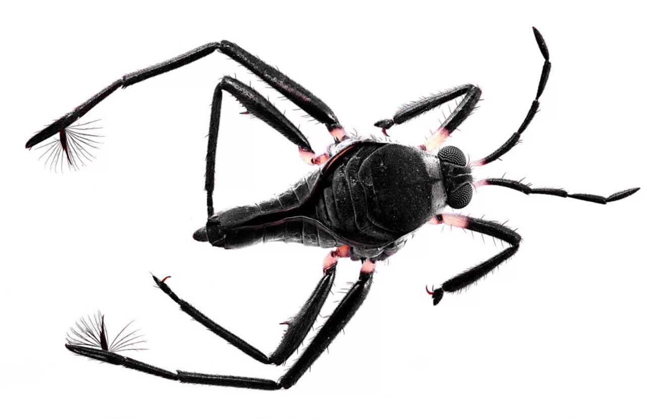 همه چیز درباره حشرهای که به همراه همزادش پارو میزند!