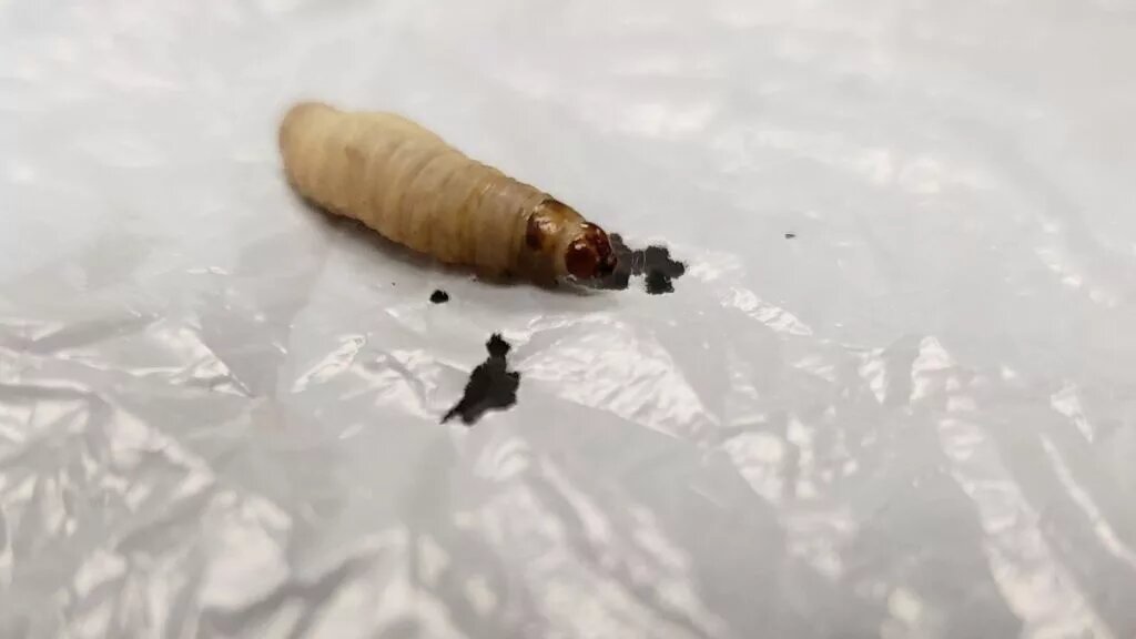 کرمهای پلاستیکخوار