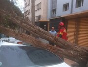 ببینید | لحظه سقوط درخت روی خودروی سواری بر اثر طوفان شن بندرعباس