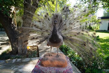 مرکز تفریحی و سرگرمی باغ پرندهنگری آذربایجانغربی افتتاح شد مرکز تفریحی و سرگرمی باغ پرندهنگری آذربایجانغربی افتتاح شد