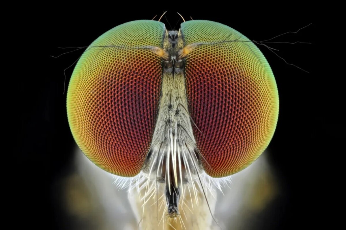 جانوری که دنیا را رنگیتر و زیباتر از انسان میبیند!