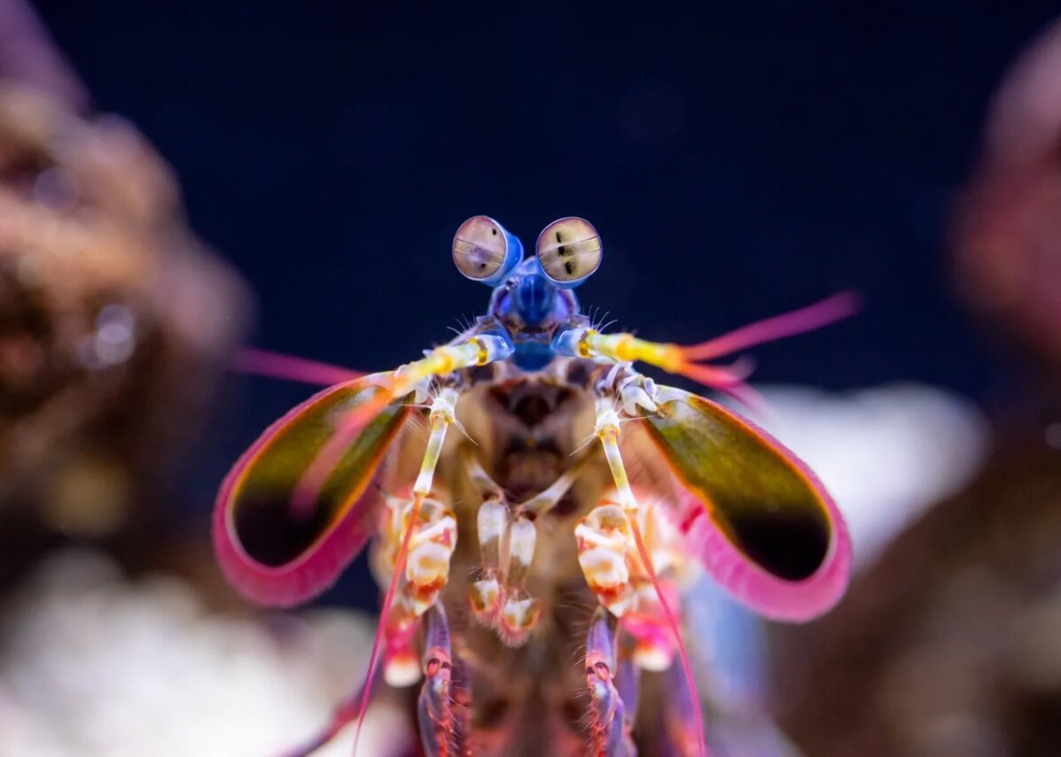 جانوری که دنیا را رنگیتر و زیباتر از انسان میبیند!