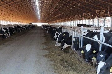 تأمین ۲۰۰ میلیارد اعتبار برای تکمیل دامپروری هزار راسی شیروان تأمین ۲۰۰ میلیارد اعتبار برای تکمیل دامپروری هزار راسی شیروان