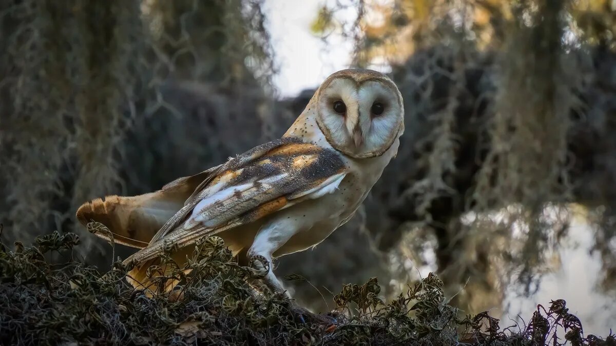 کدام حیوان قویترین قدرت شنوایی جهان را دارد؟