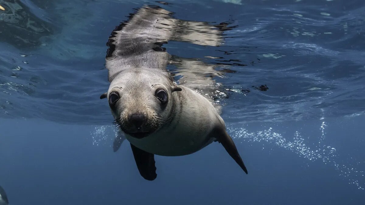 کدام حیوان قویترین قدرت شنوایی جهان را دارد؟