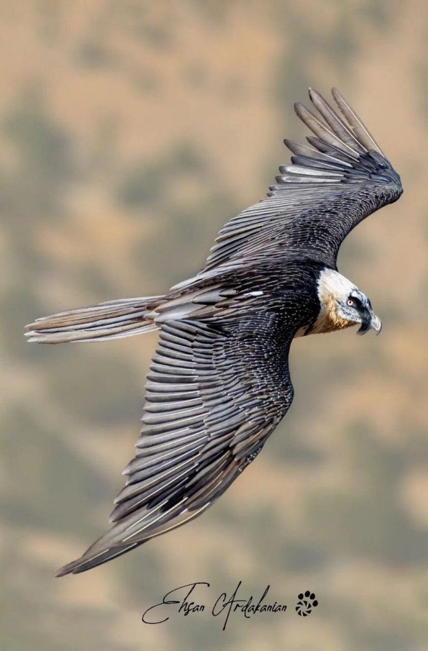 عکس | تصویری تازه از پرواز هما در ارتفاعات هزار مسجد