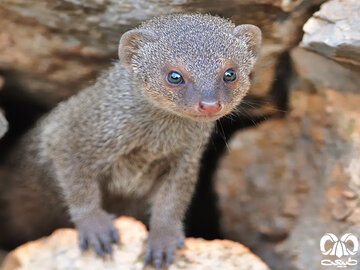 عامل کشتار بیرحمانه چهار خدنگ به مرجع قضایی لرستان معرفی شد عامل کشتار بیرحمانه چهار خدنگ به مرجع قضایی لرستان معرفی شد
