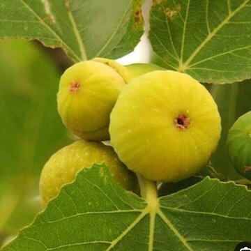 برداشت ۳۰۰ تن انجیر زرد اندیکا؛ رونق اقتصادی در سایه چالش خشکسالی برداشت ۳۰۰ تن انجیر زرد اندیکا؛ رونق اقتصادی در سایه چالش خشکسالی