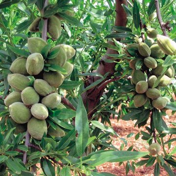 امروز، جشنواره بادام در قوشچی ارومیه برگزار میشود امروز، جشنواره بادام در قوشچی ارومیه برگزار میشود