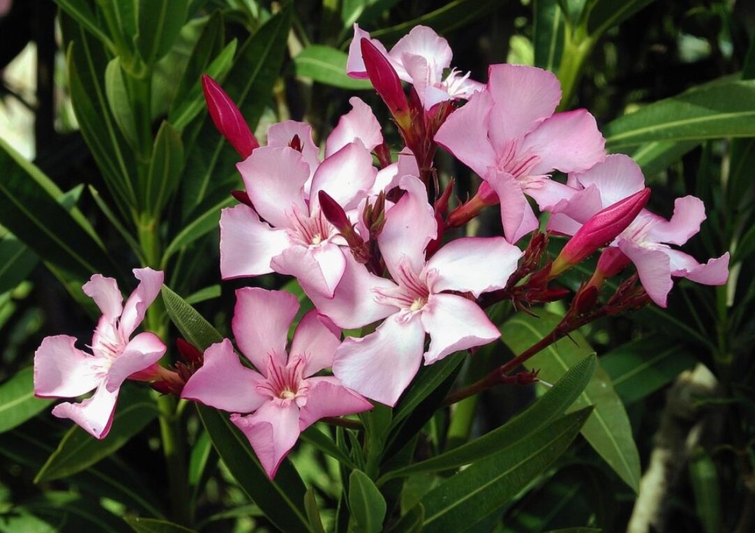 خواهرزاده برای خلاص شدن از صدای خروپف داییاش، او را مسموم کرد