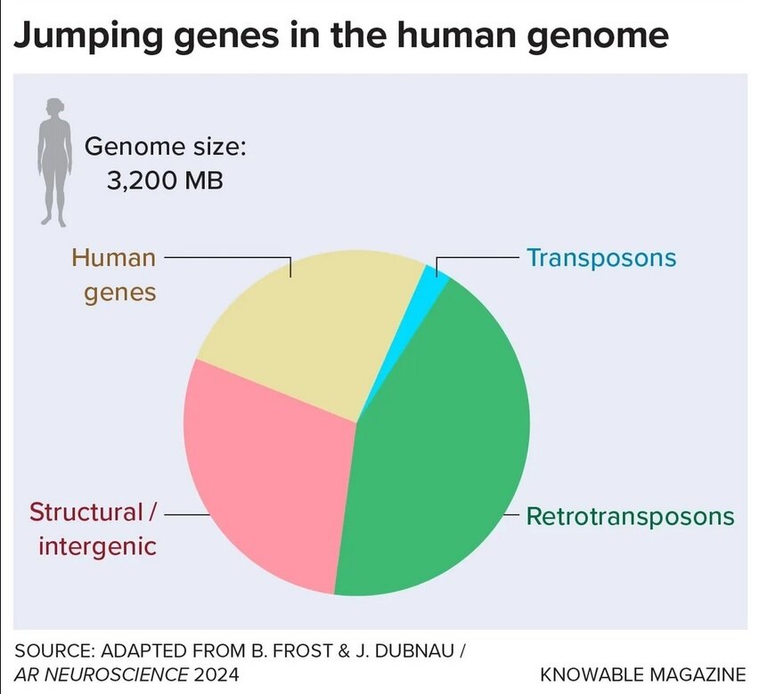 میراثی عجیب ویروسهای باستانی در بدن انسان مدرن!