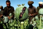 آزاد شدن کشت «خشخاش»/ دبیرکل ستاد مبارزه با موادمخدر واکنش نشان داد