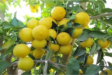 برداشت لیمو شیرین از باغ‌های میناب