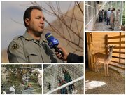 شناسایی یک مرکز غیرمجاز نگهداری پرندگان وحشی در رودهن