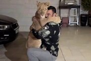 علی‌اکبری به تلف شدن شیرش در باغ وحش واکنش نشان داد/ «لیاقت نداشتید، باید پاسخگو باشید»