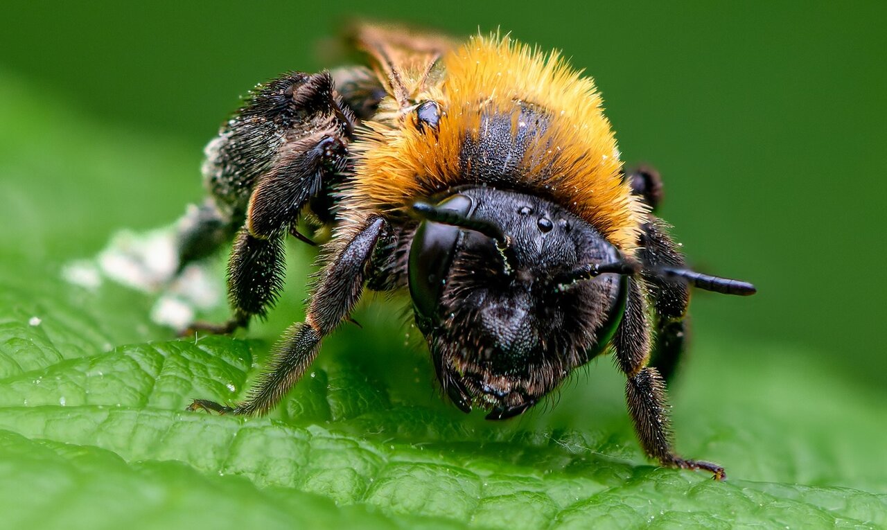 زنبورها جهان را چگونه میبینند؟