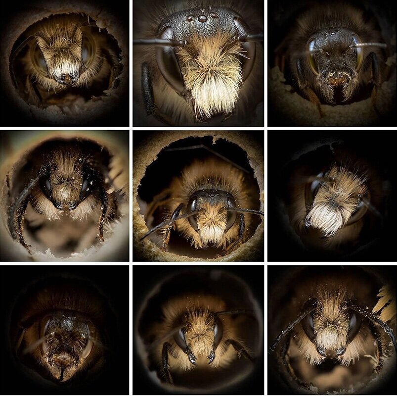 زنبورها جهان را چگونه میبینند؟