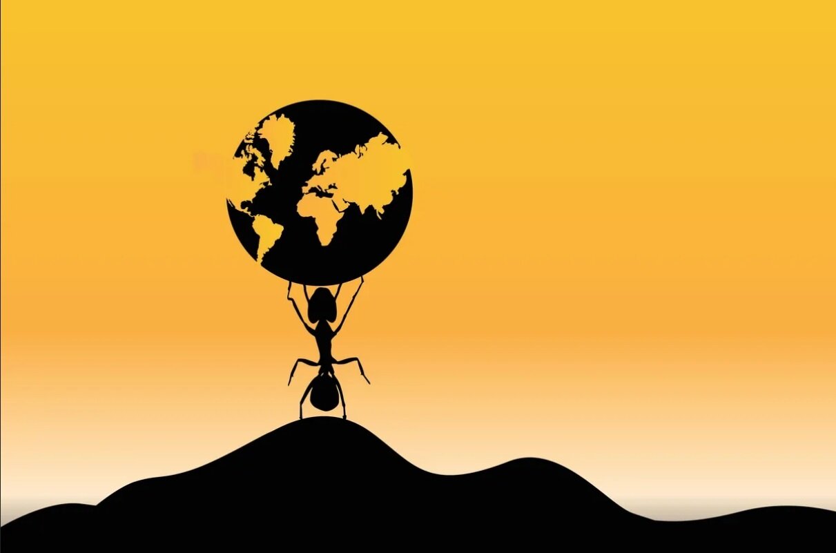 تنها نقطه دنیا که در آن مورچه نمی بینید کجاست؟