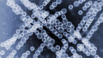 هشدار آژانس بهداشت اتحادیه اروپا؛ یک قارچ مقاوم به دارو بهسرعت در بیمارستانها در حال گسترش است هشدار آژانس بهداشت اتحادیه اروپا؛ یک قارچ مقاوم به دارو بهسرعت در بیمارستانها در حال گسترش است