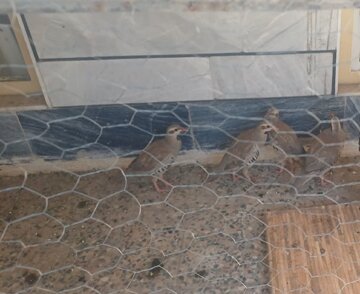 کشف و ضبط شش قطعه کبک وحشی از یک متخلف زیست محیطی در خرم آباد کشف و ضبط شش قطعه کبک وحشی از یک متخلف زیست محیطی در خرم آباد