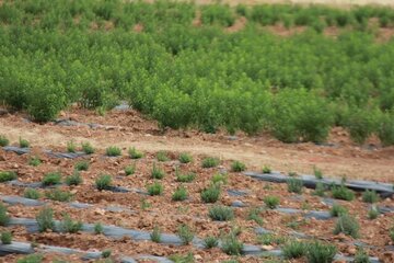 برگزاری دوره آموزشی کاشت گیاهان دارویی در فین برگزاری دوره آموزشی کاشت گیاهان دارویی در فین
