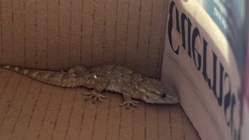 سفر غیرمنتظره و عجیب یک مارمولک