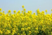 پرداخت کامل بهای خرید تضمینی محصول کلزا ی کشاورزان استان گلستان