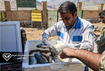 توقیف ۶۰ کیلوگرم ماهی تلف شده در اندیکا /متخلف در آستانه عرضه به بازار دستگیر شد