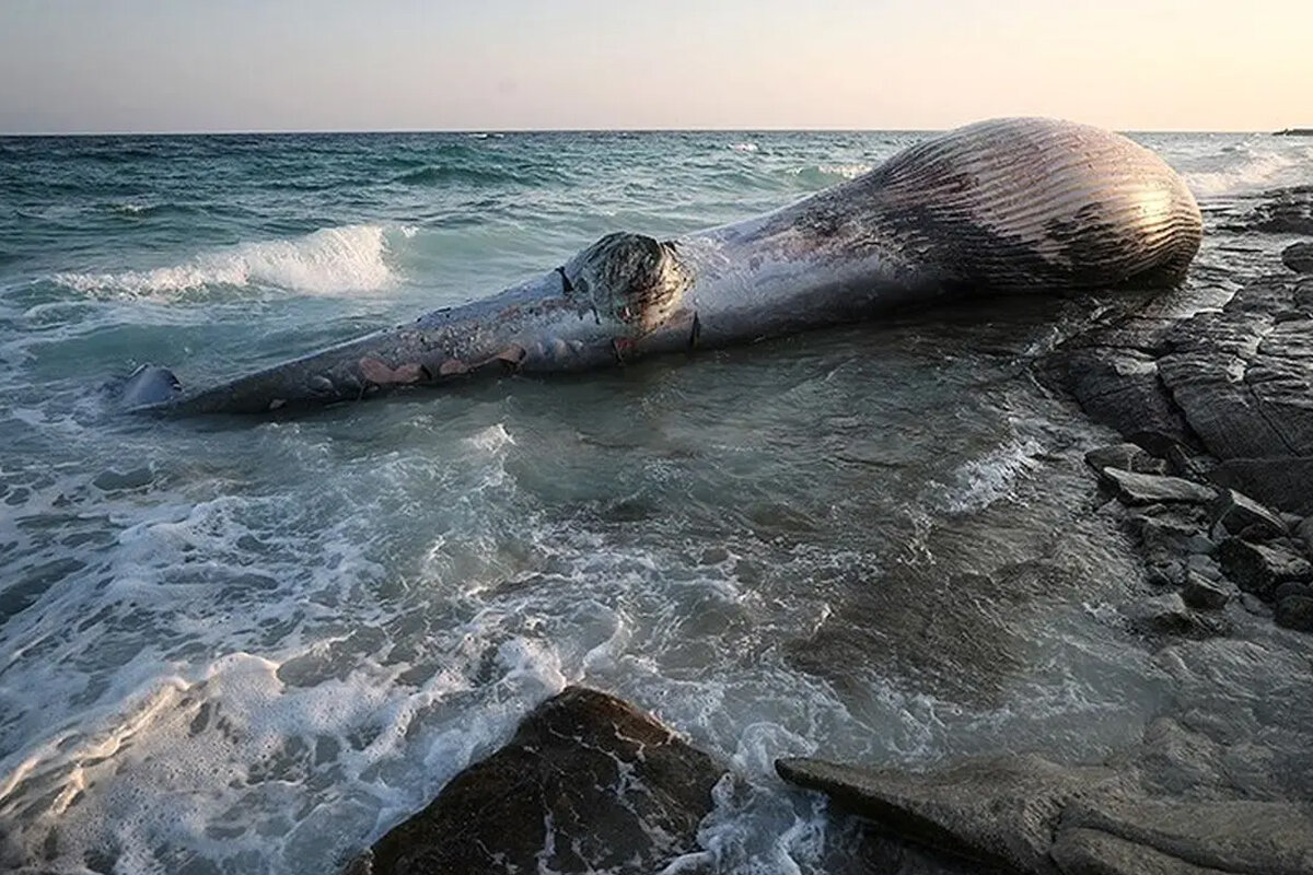 ببینید | اتفاق عجیب مقابل یک رستوران؛ نهنگ در پلاژ به گل نشست!