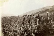 خشخاش بکارید، با هواپیماهای سم‌پاشی محصولتان را از بین می‌بریم