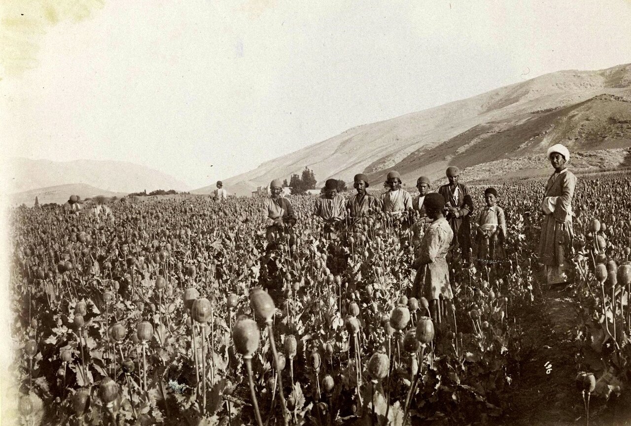 خشخاش بکارید، با هواپیماهای سمپاشی محصولتان را از بین میبریم