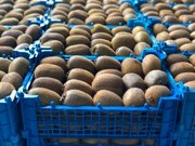 محکومیت ۳۰۱ میلیارد ریالی قاچاقچیان کیوی در بندرلنگه