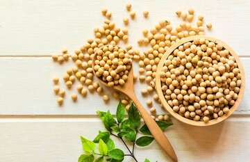 ۵ خاصیت بی‌نظیر یک پروتئین گیاهی