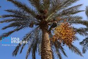 لزوم مدیریت اصولی تغذیه‌ای در نخلستان‌های خوزستان