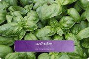 ریحان ایتالیایی و روکولا چه هستند؟