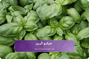 ریحان ایتالیایی و روکولا چه هستند؟