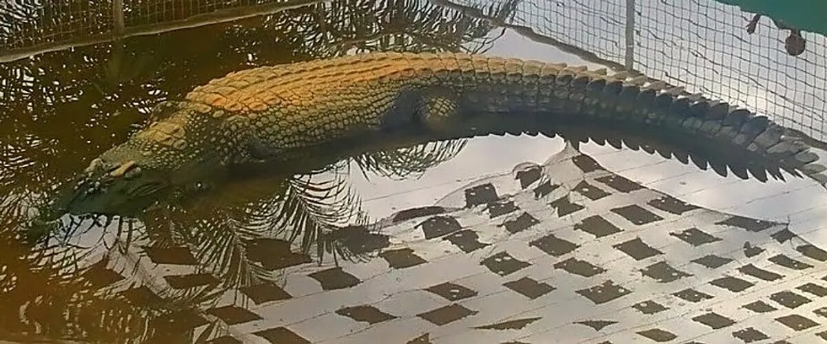بزرگترین کروکودیل، هیولایی با بیش از یک تُن وزن / عکس
