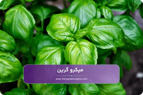 در چه غذاهایی از ریحان ایتالیایی استفاده میشود