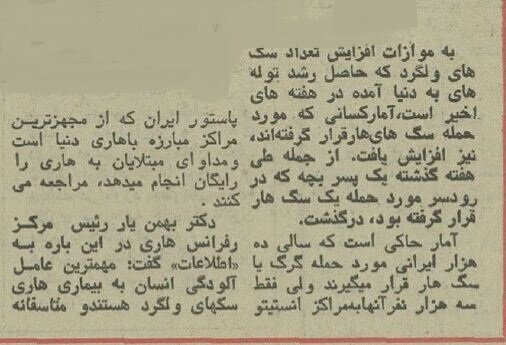 تهران در محاصره دویست هزار سگ بیصاحب! + هزینه کشتن هر سگ