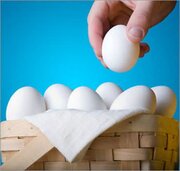 امام صادق(ع): همه تخم مرغ هایت را در یک سبد نچین!