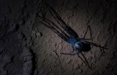 کابوس در غار | سروکله عنکبوت غولپیکر در معدن متروکه پیدا شد