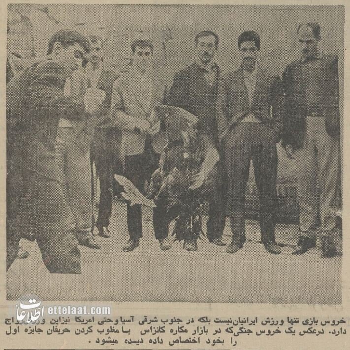 تصمیم تشکیلاتی خروسبازان تهران در نیم قرن پیش!