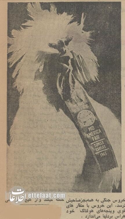 تصمیم تشکیلاتی خروسبازان تهران در نیم قرن پیش!