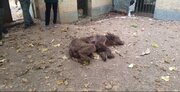 تلف شدن ۲ قلاده خرس قهوه‌ای بر اثر اصابت گلوله