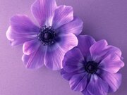 حدیث ثقلین و مسأله عصمت