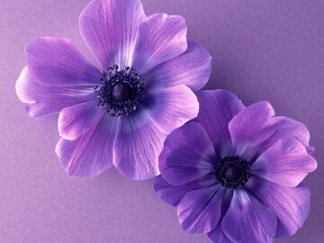 حدیث ثقلین و مسأله عصمت