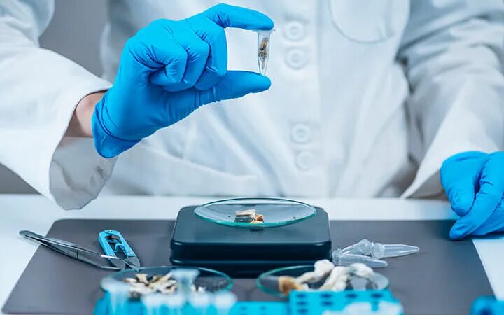 سیلوسایبین نوآوری_ دارویی